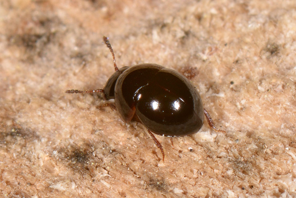 Leiodidae: Agathidium cfr. dentatum